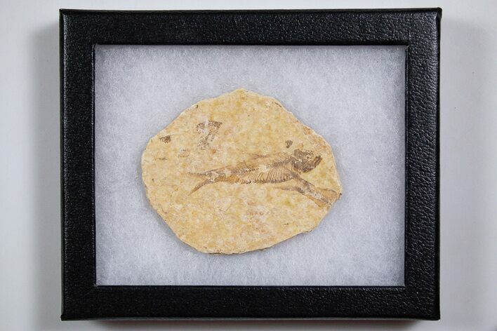Knightia Fossil Fish From Wyoming with Display Case - 2 to 2 1/2" - Photo 1